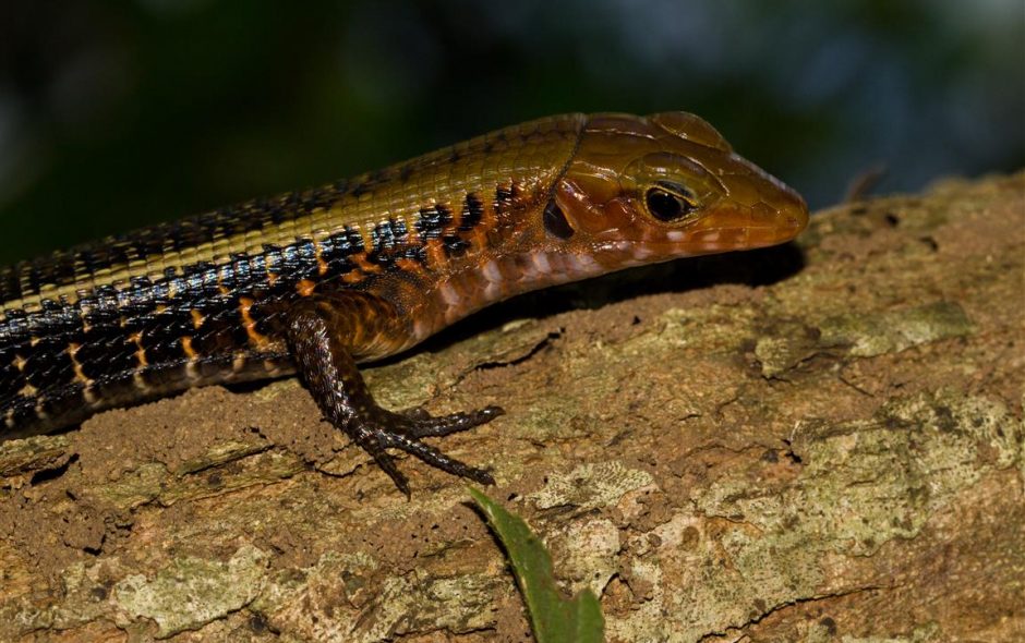 Zonosaurus laticaudatus