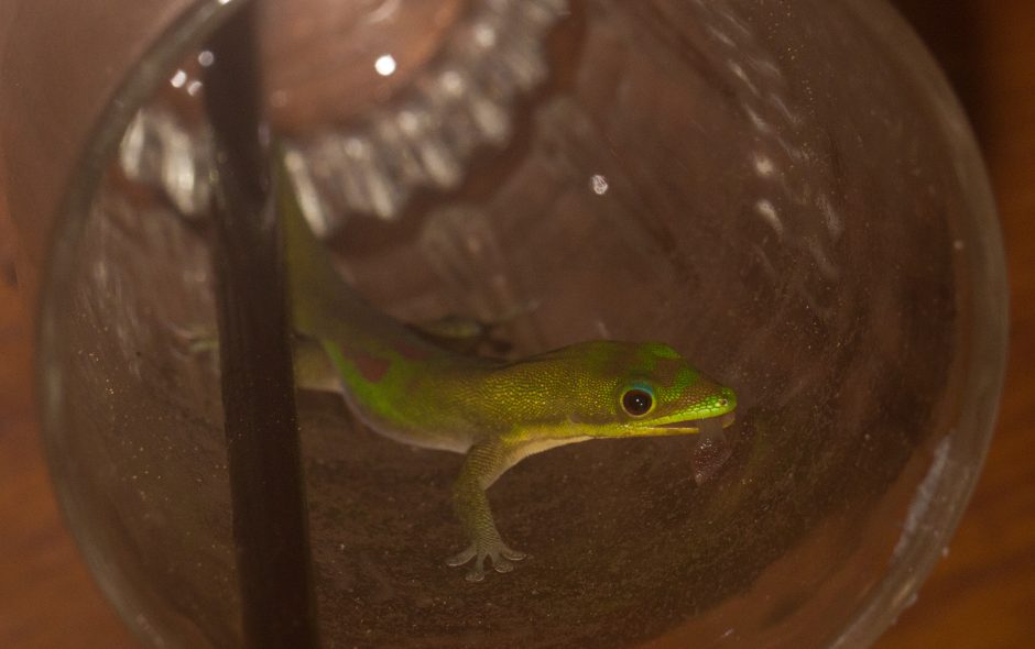 Phelsuma laticauda