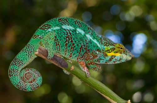 Furcifer pardalis