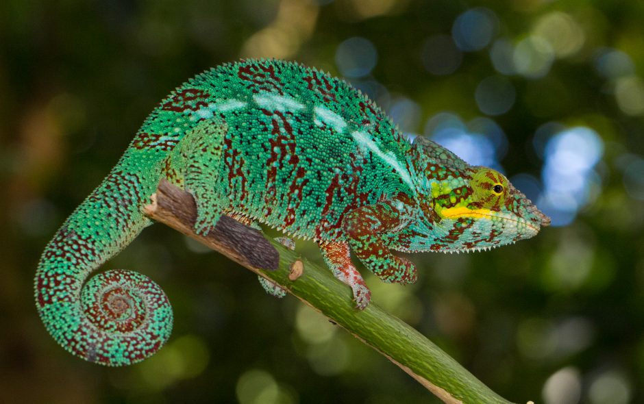 Furcifer pardalis