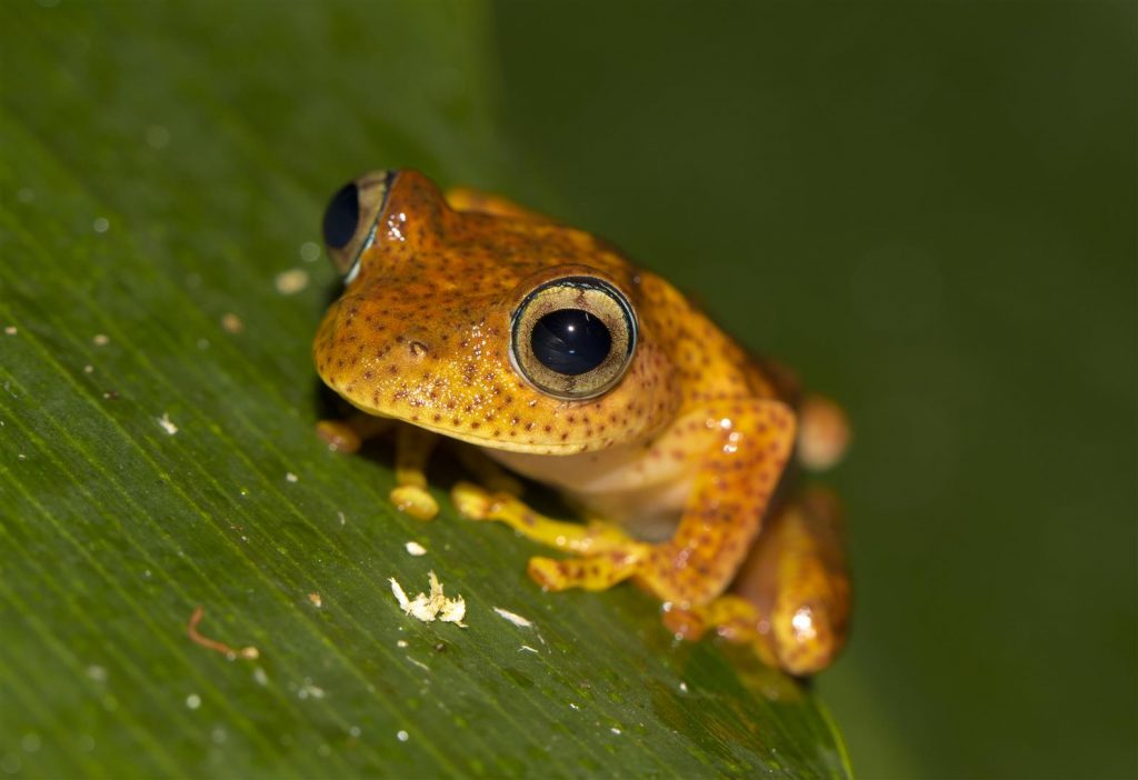 Boophis pyrrhus