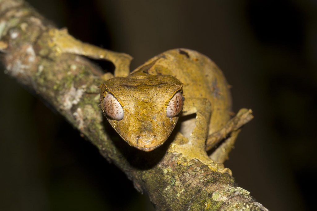 Uroplatus phantasticus