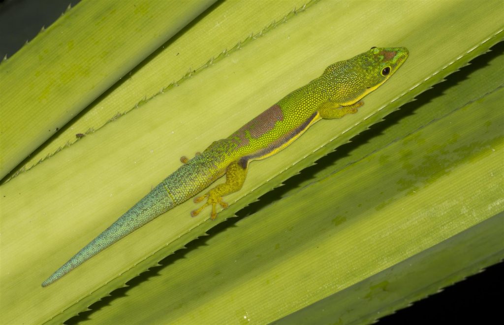 Phelsuma lineata