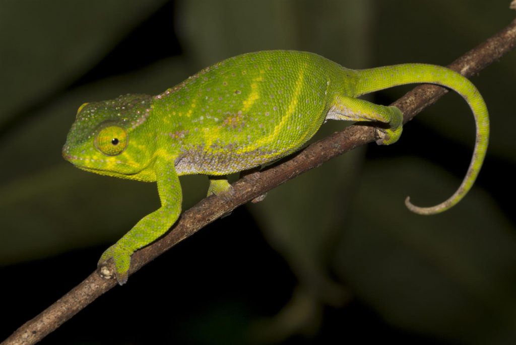 Furcifer willsii