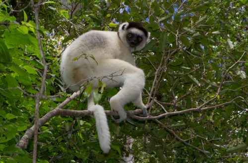 Larvensifaka