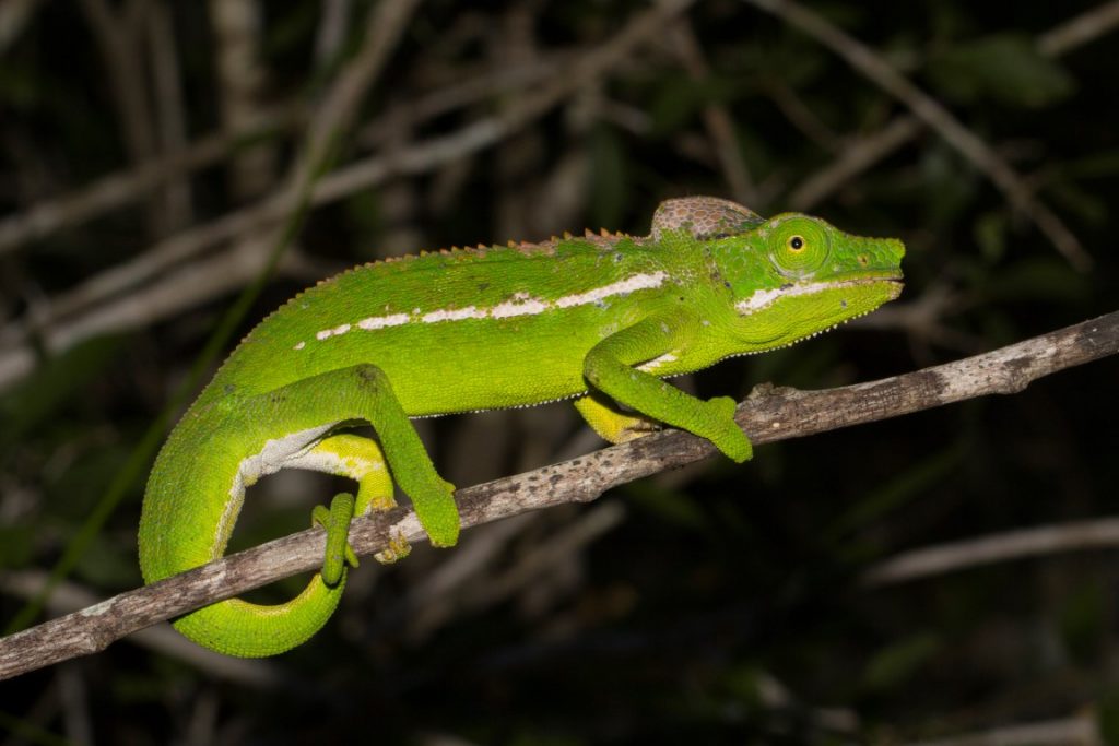 Furcifer belalandaensis