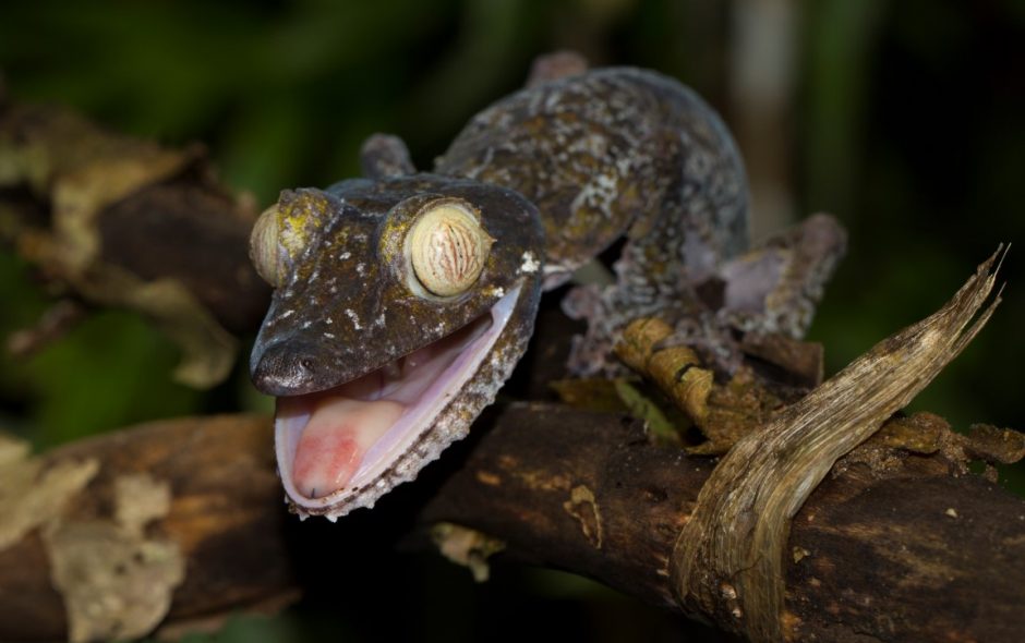 Uroplatus fimbriatus