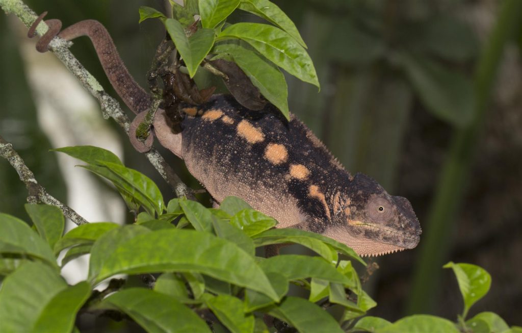 Furcifer pardalis