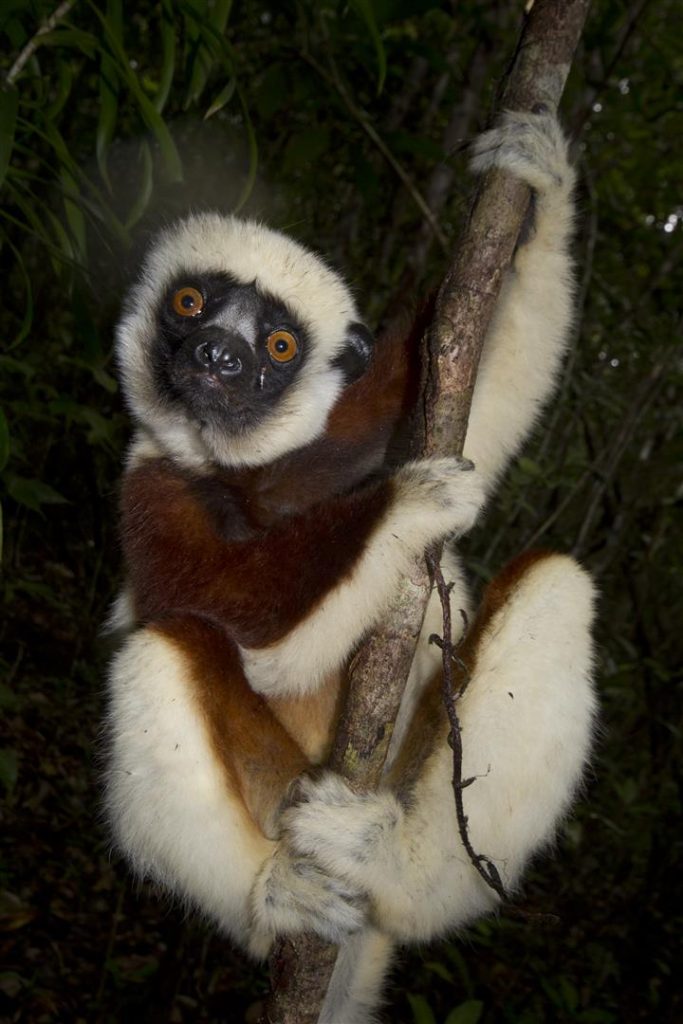 Coquerel-Sifaka