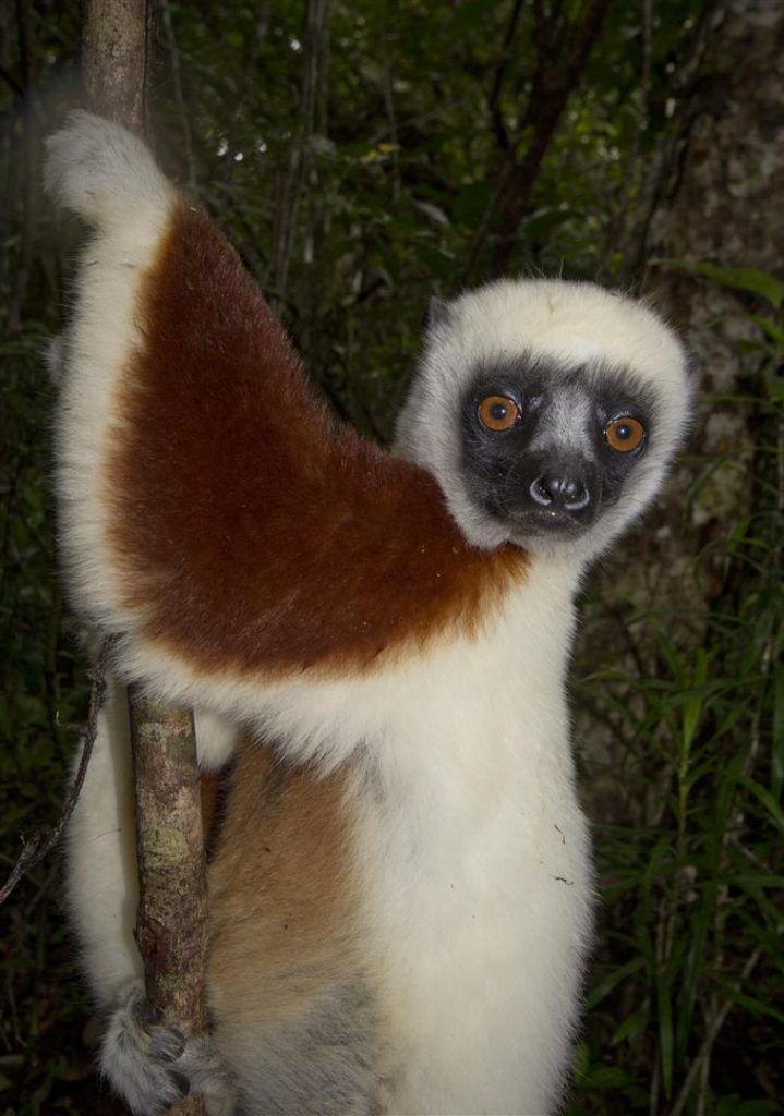 Coquerel-Sifaka