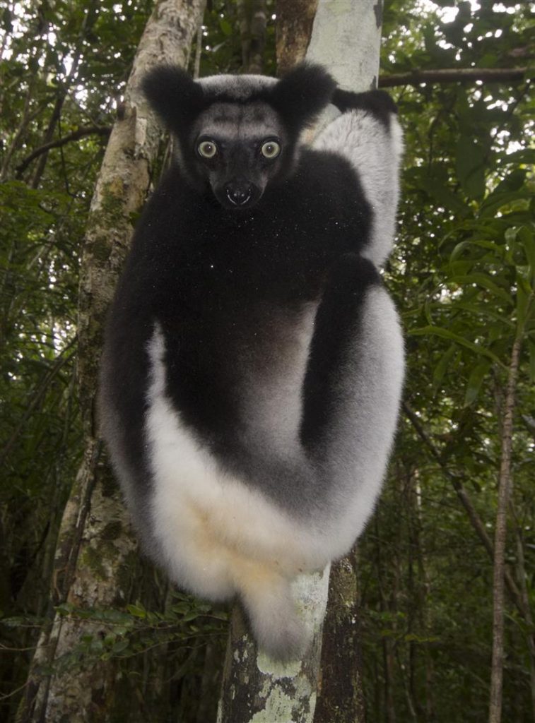 Indri indri