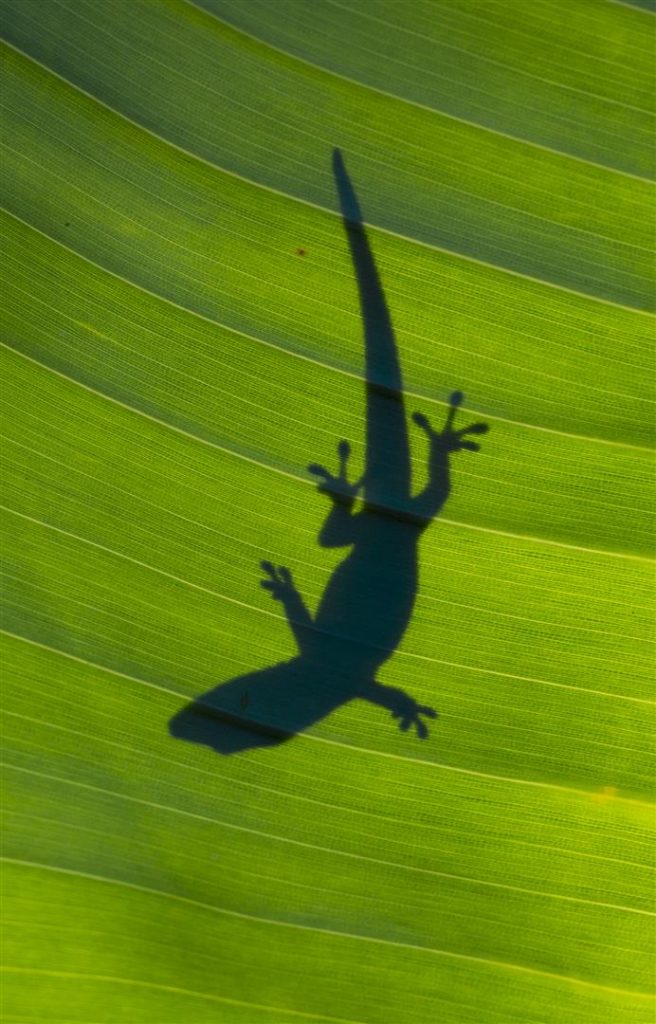 Phelsuma lineata