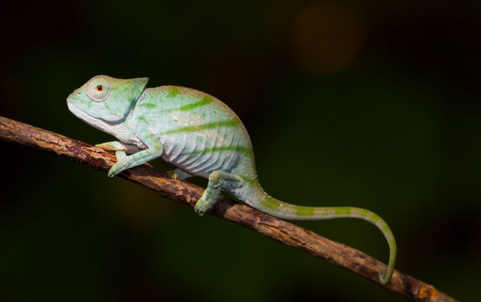 Alles voller Brookesia