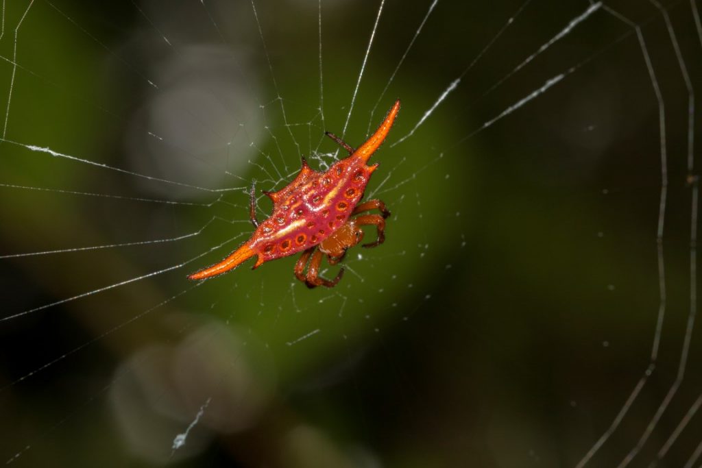 Gasteracantha versicolor