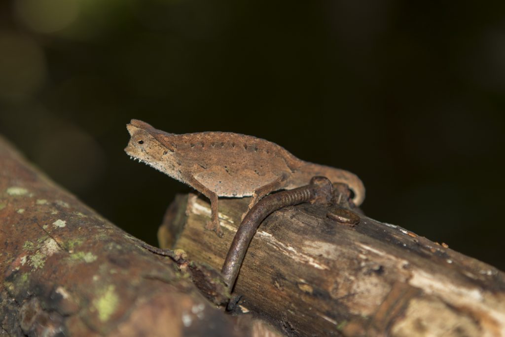 Brookesia superciliaris