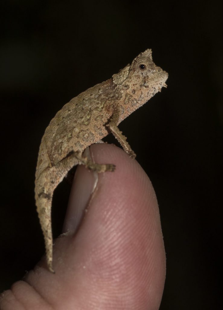 Brookesia superciliaris