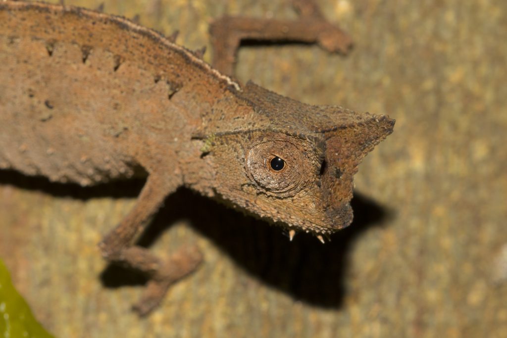 Brookesia superciliaris