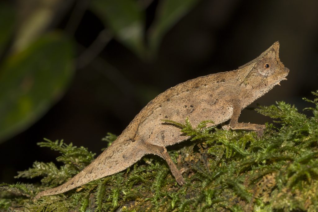 Brookesia superciliaris