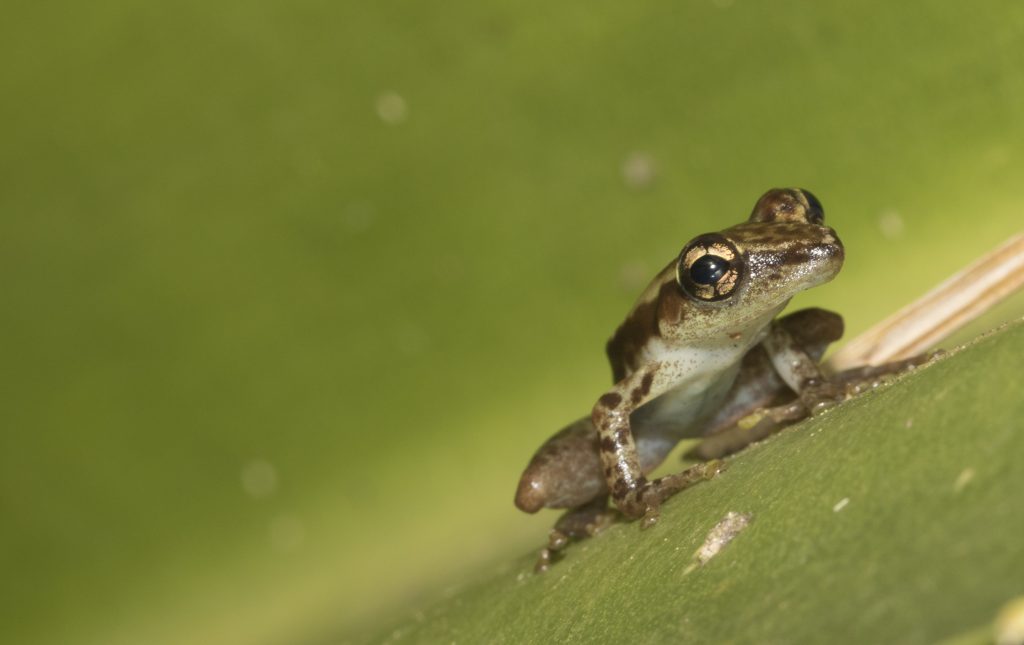 Frosch in Analamazaotra