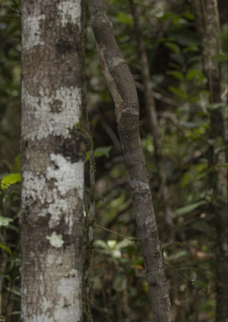 Uroplatus sikorae