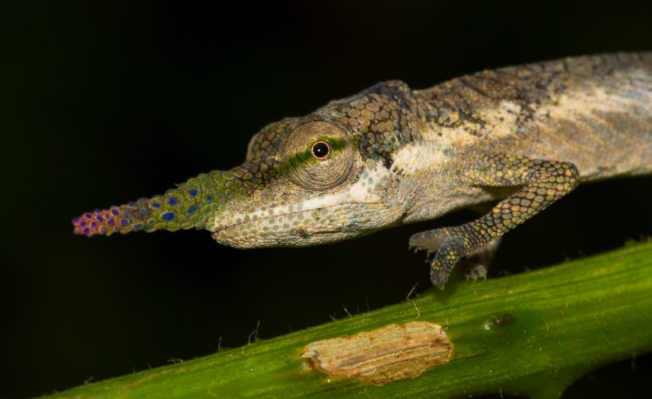 Calumma gallus