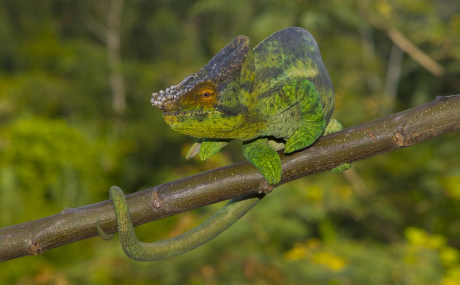 Calumma parsonii parsonii