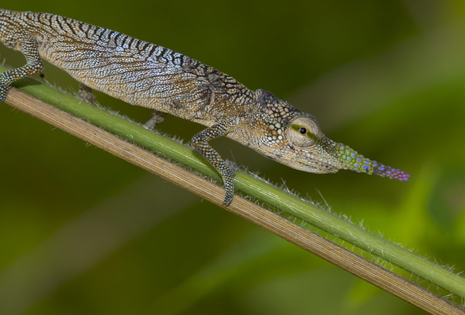 Calumma gallus