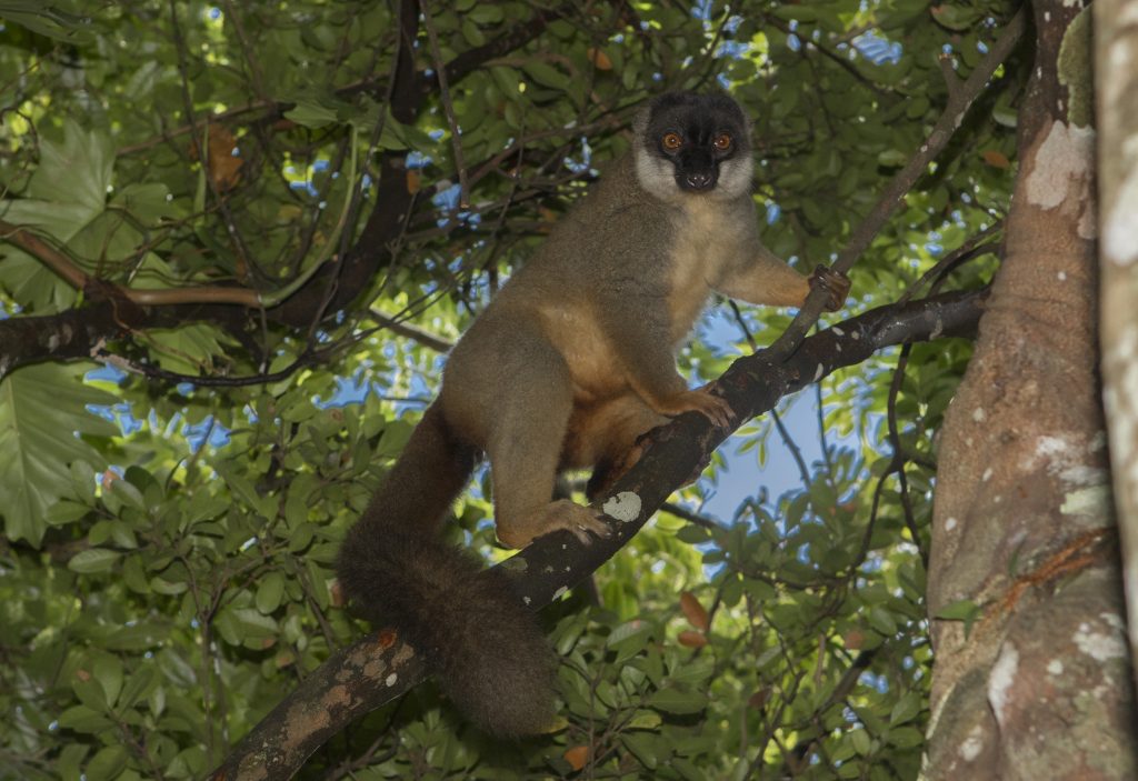 Eulemur fulvus