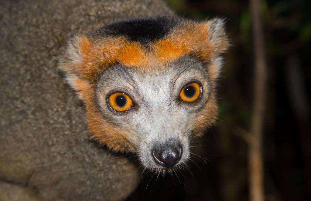 Eulemur coronatus