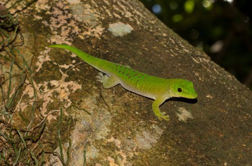Phelsuma kochi