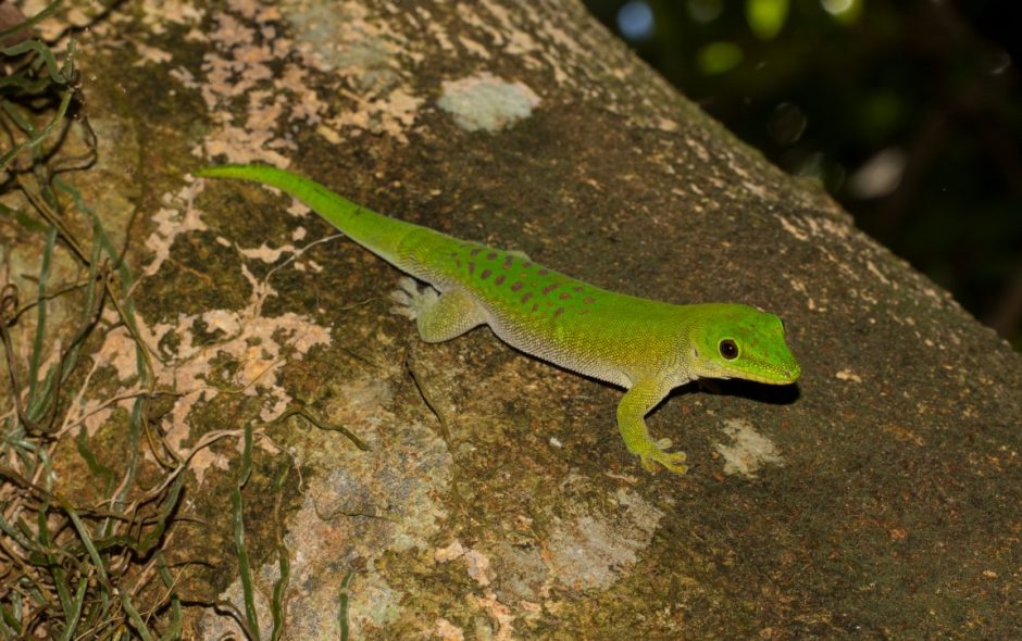 Phelsuma kochi