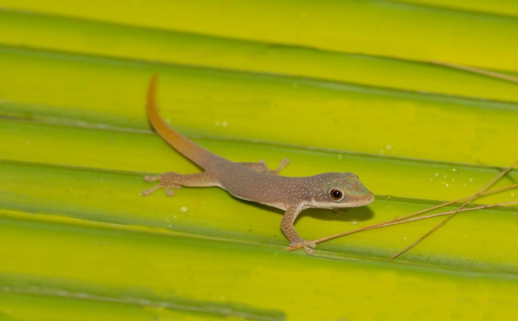 Phelsuma dubia