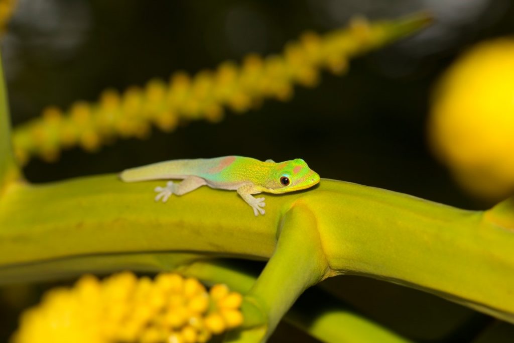 Phelsuma laticauda