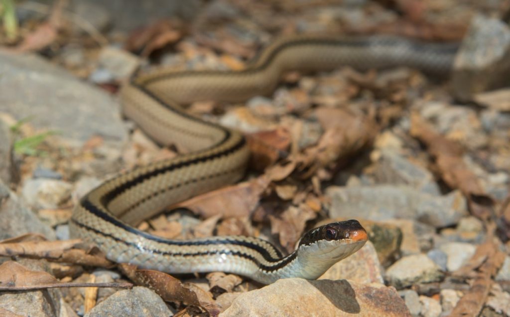 Dromycodryas quadrilineatus