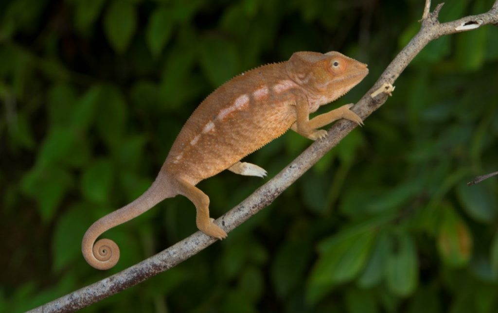 Furcifer pardalis