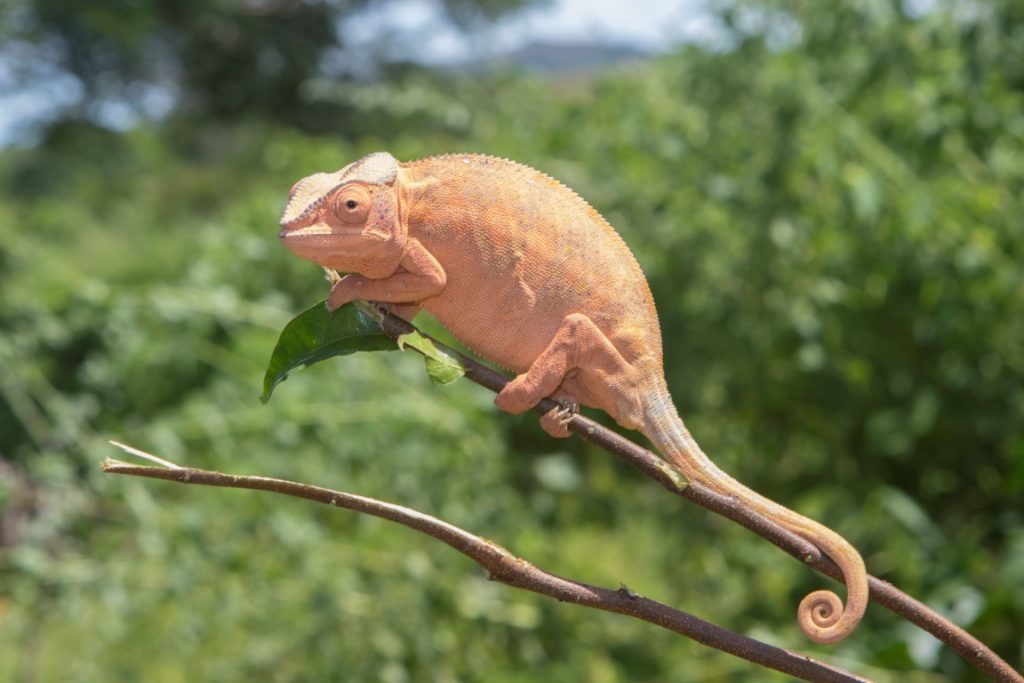 Furcifer pardalis