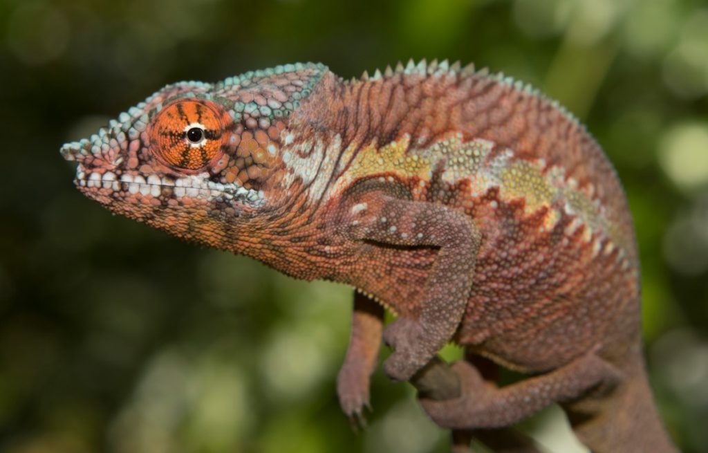 Furcifer pardalis