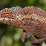 Furcifer pardalis