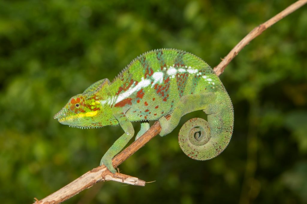 Furcifer pardalis