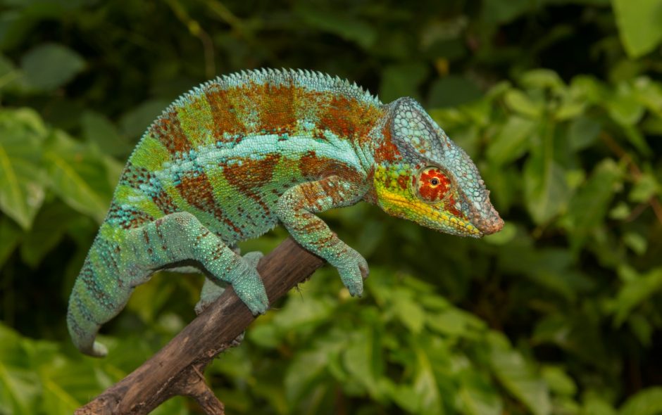 Furcifer pardalis