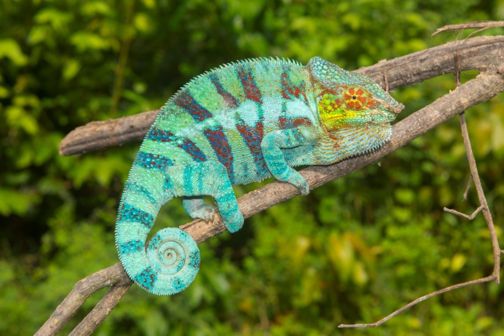 Furcifer pardalis