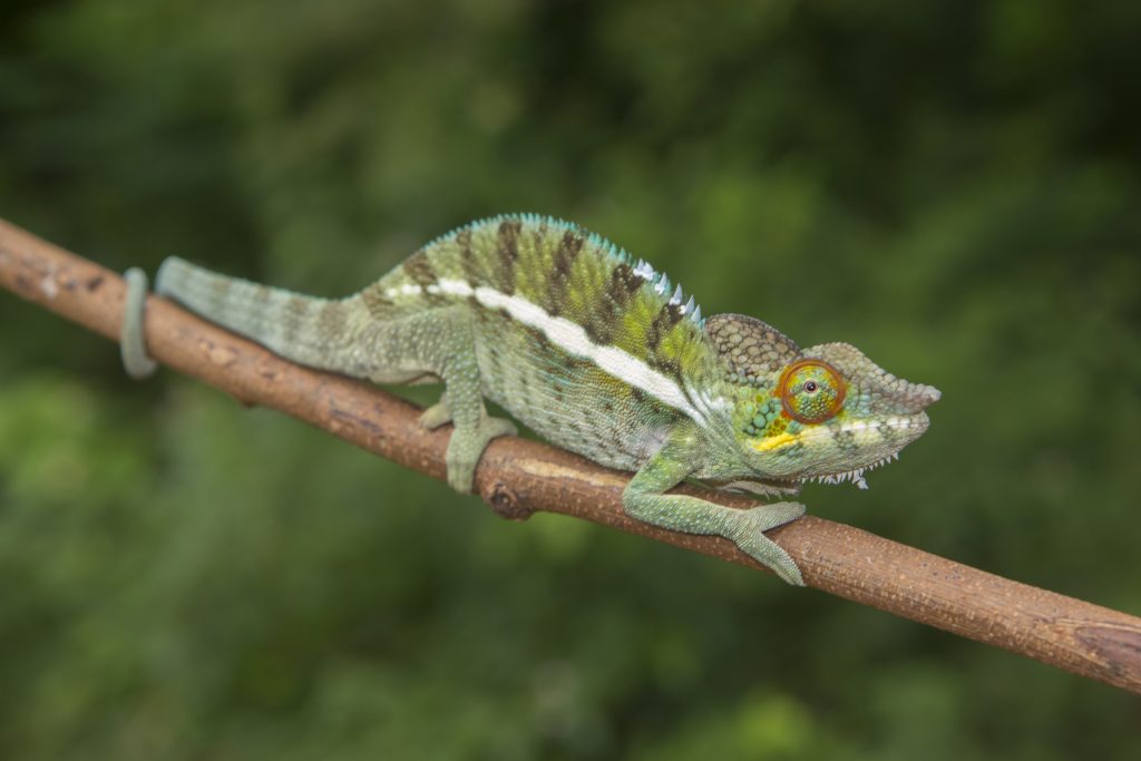 Furcifer pardalis