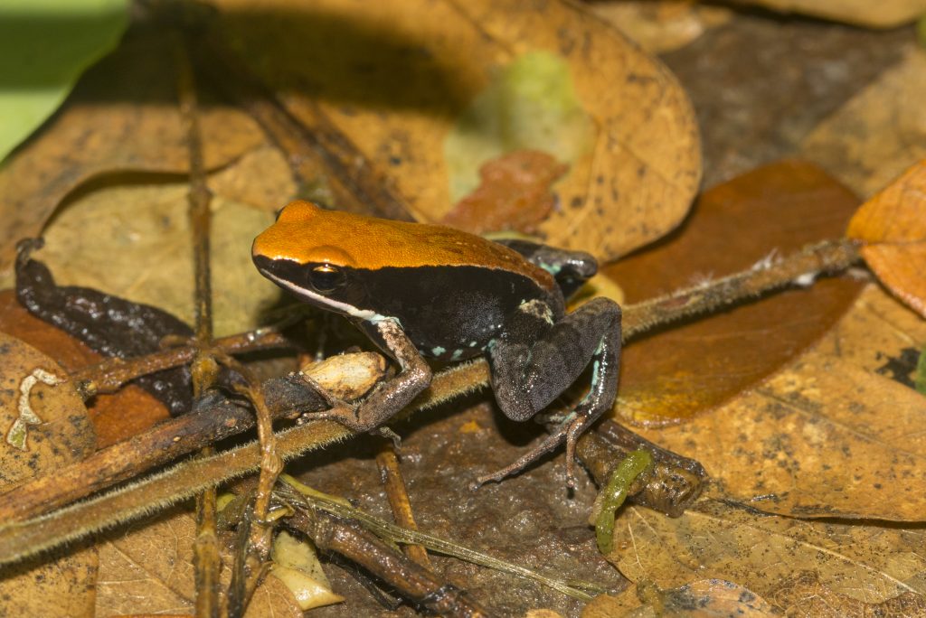 Mantella ebenaui