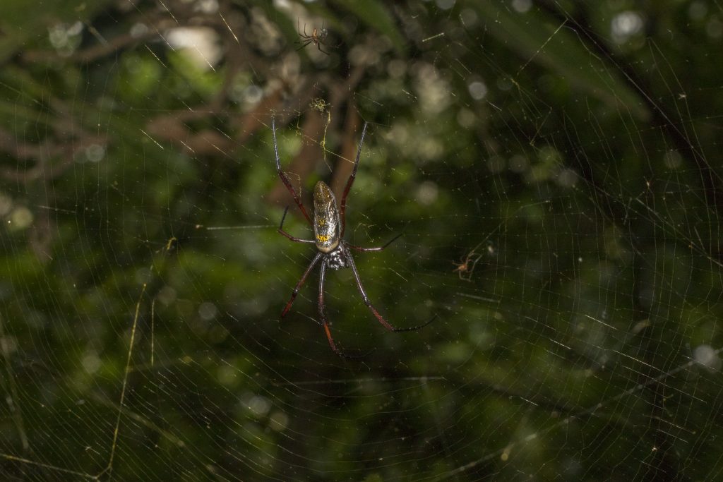 Nephila