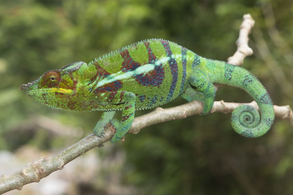 Furcifer pardalis