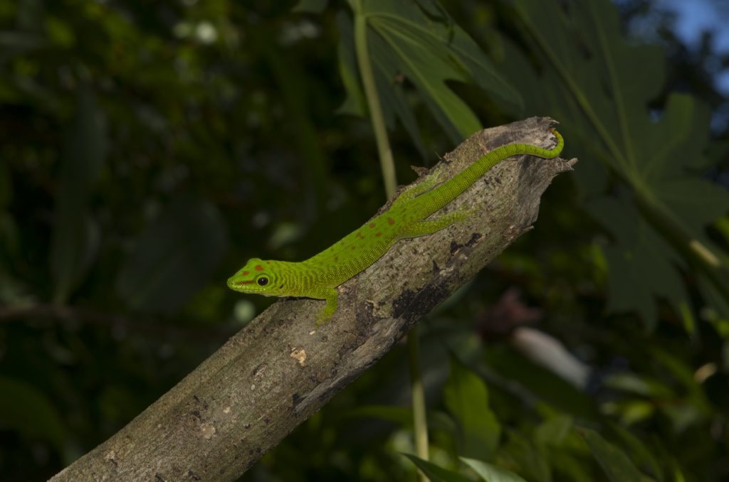 Phelsuma seippi