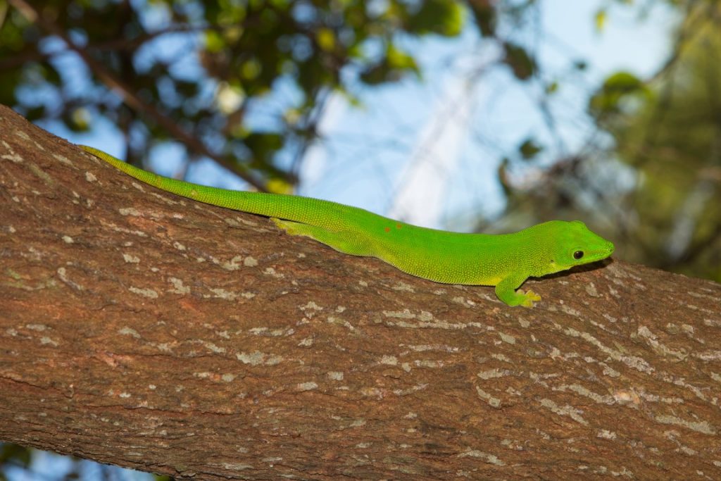 Phelsuma grandis