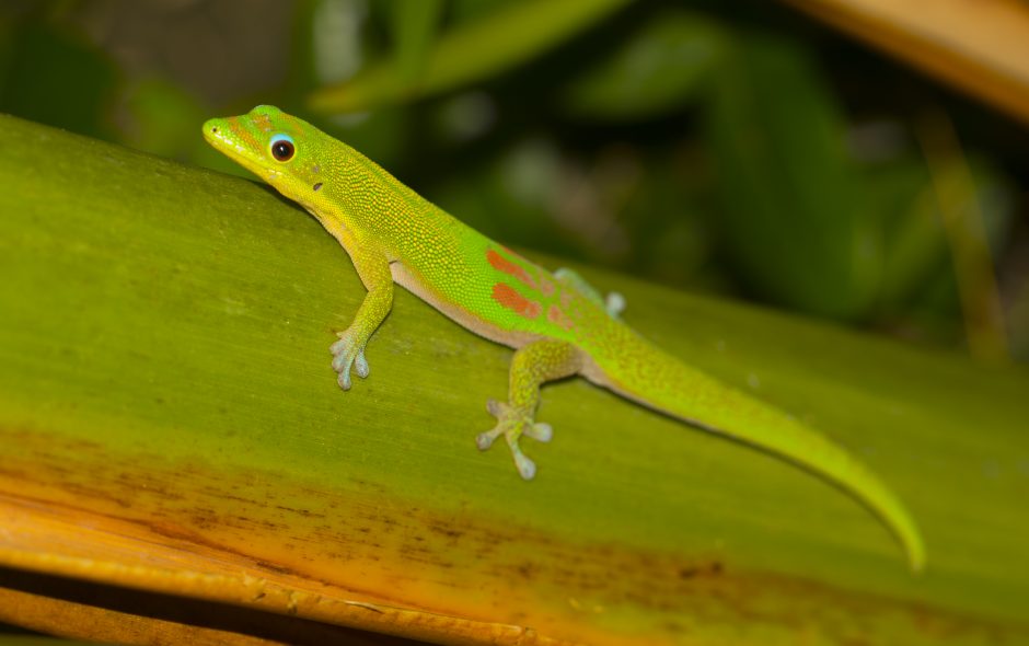 Phelsuma laticauda