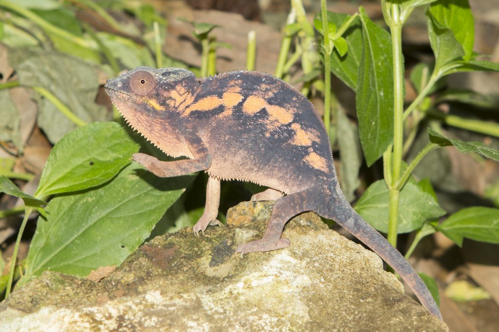 Furcifer pardalis