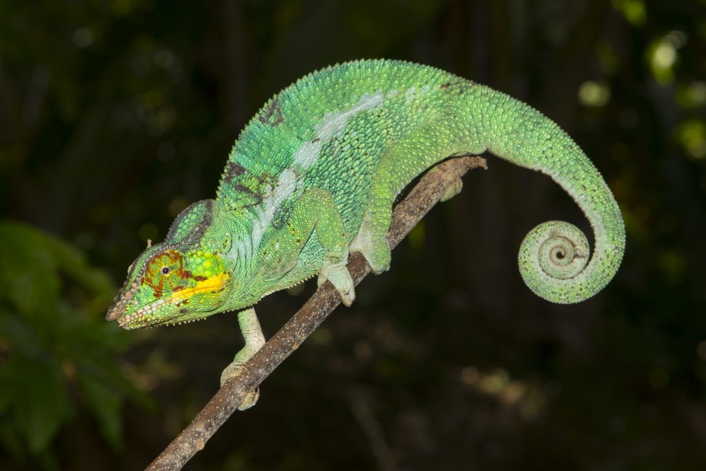 Furcifer pardalis